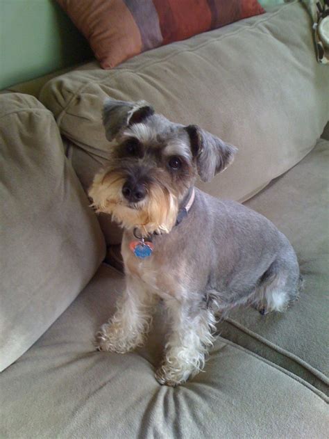 after shot of home haircut........very cute! | Petit chien, Chien, Schnauzer