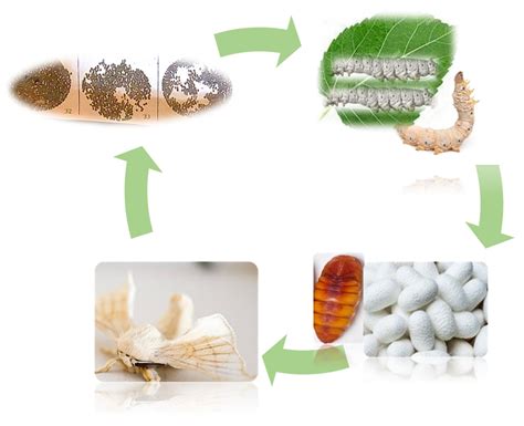 Potential Applications of Silkworm Pupae | Encyclopedia MDPI