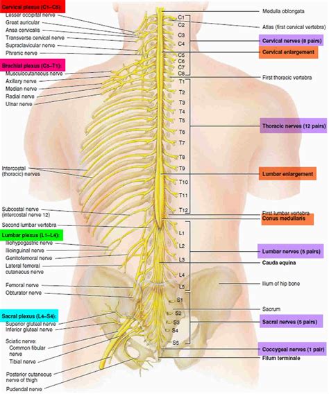 Spondylolisthesis causes, symptoms, diagnosis, grades, treatment & exercises