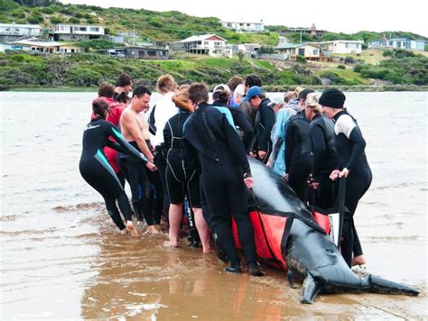 Wildcare - Whale Rescue Training