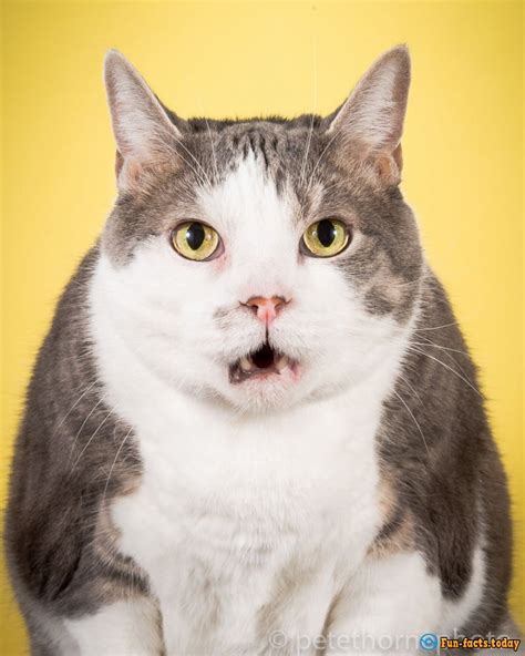 Funny Fat Cats: The Photographer Shoots Cats That Are Not Going To Lose Weight - stunningfun.com