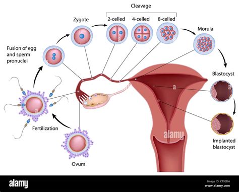 Stages Of Fertilization In Human