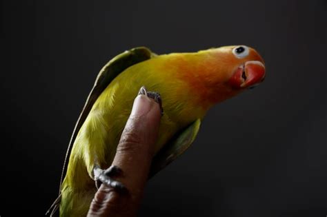 Premium Photo | A pair of love birds in the bird cage three love birds in a white metal cage hanging