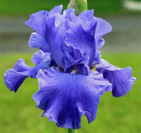 Tall Bearded Iris (Iris 'Yaquina Blue') in the Irises Database - Garden.org