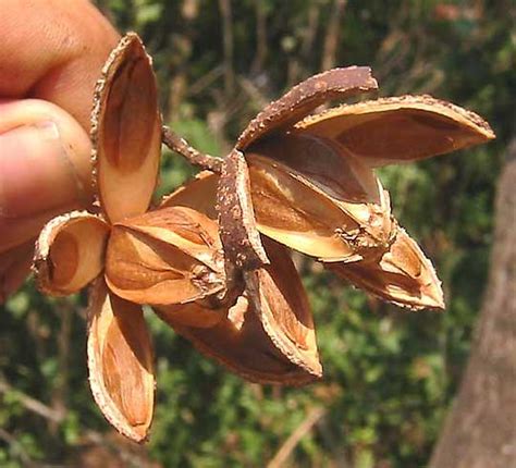 Cedro, or Spanish Cedar, CEDRELA ODORATA