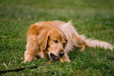 Dental Disease in Dogs - Mellow premium