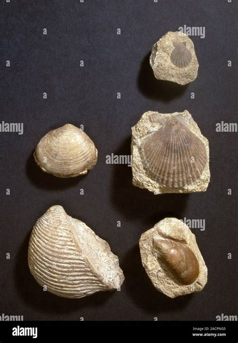 Bivalve fossils. Bivalves are shelled molluscs that first appeared in the Middle Cambrian and ...