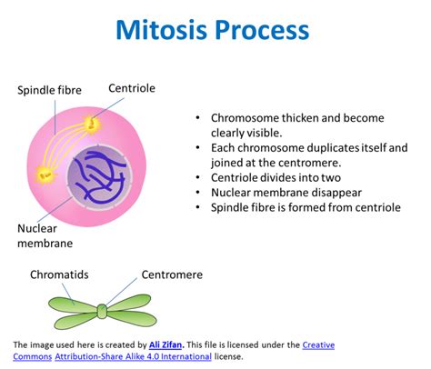 3.1.2 Types of Cell Division - SPM Science