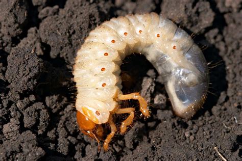 May beetle larva – Gorodprizrak