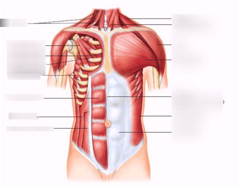 Axial/appendicular muscles II Diagram | Quizlet