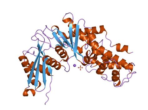 Hexokinase - Creative Enzymes