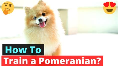 How Can I Raise My Pomeranian Puppy