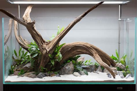 Stunning Driftwood In Open Top Aquarium With Rocks, Live Plants, & Sand ...