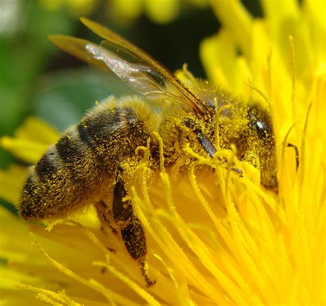 How close is the bee population to being extinct? Close enough that researchers are developing a ...