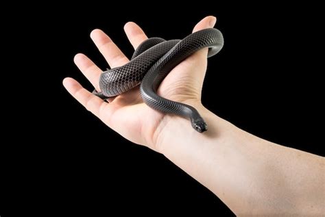 Mexican Black Kingsnake Care & Species Profile: The Right Pet for YOU?