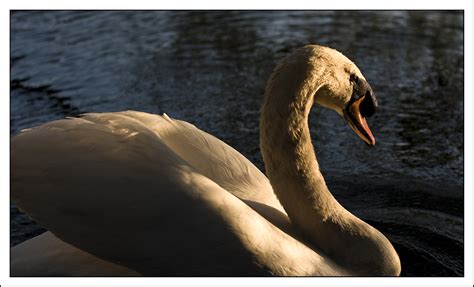 Swan Vesta | View Large On Black | Anton Leigh | Flickr