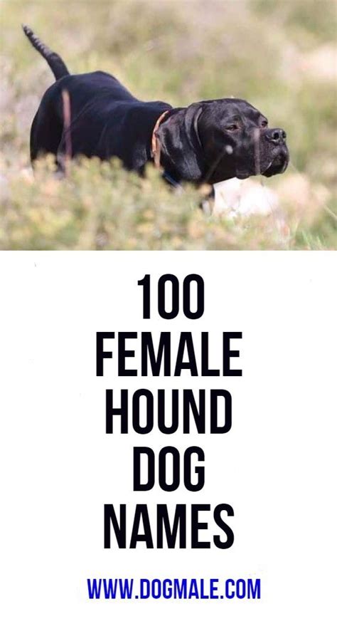 100 Female Hound Dog Names | Dog names, Hound dog, Dogs