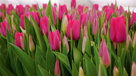 Free photo: Pink Tulips - Blooming, Flower, Fragrance - Free Download ...