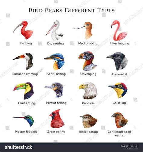 Illustration Various Bird Beaks Photos and Images & Pictures | Shutterstock