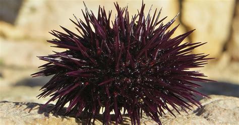 Uni ??? Bulu Babi (Sea Urchin) | Japanese Bizarre Food