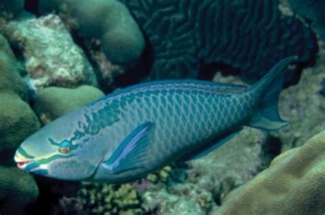 Queen Parrotfish Information and Picture | Sea Animals