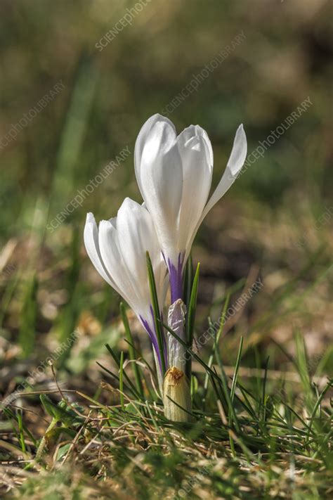 Spring crocus (Crocus vernus) in flower - Stock Image - C056/9547 ...