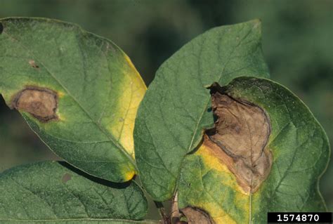 late blight (Phytophthora infestans ) on potato (Solanum tuberosum ...