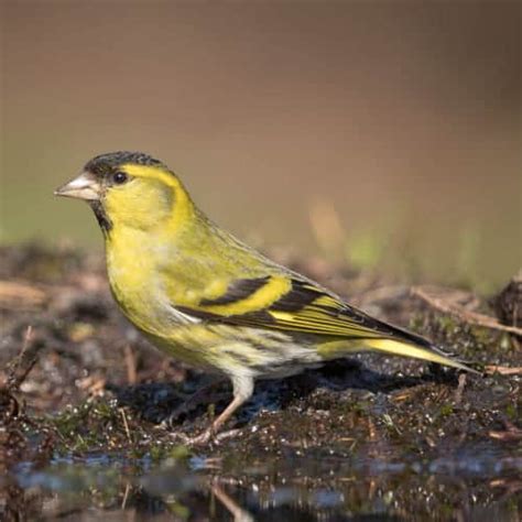 All about the Siskin - GardenBird