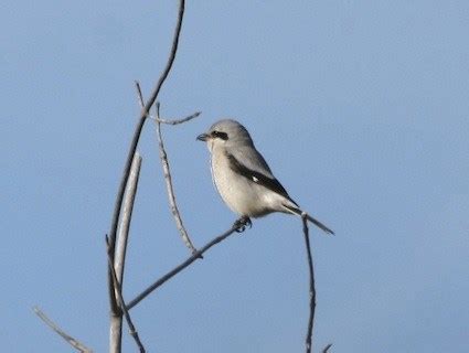 Northern Shrike, Identification, All About Birds - Cornell Lab of ...