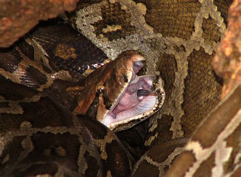 Python | Burmese Python (Python molurus bivittatus) | Karunakar Rayker | Flickr