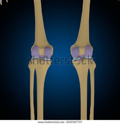 Articular Capsule Anatomy Medical Concept 3d Stock Illustration ...