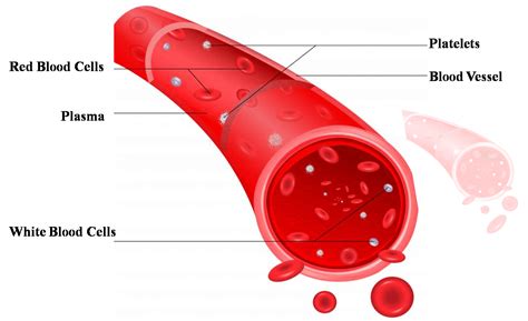 Medical Pictures Info – Blood Vessel