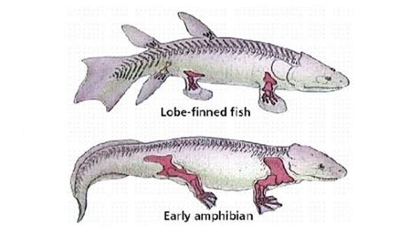 Sarcopterygii (lobe-finned fish and tetrapods) | Animais pré-históricos, Animais, Biologia