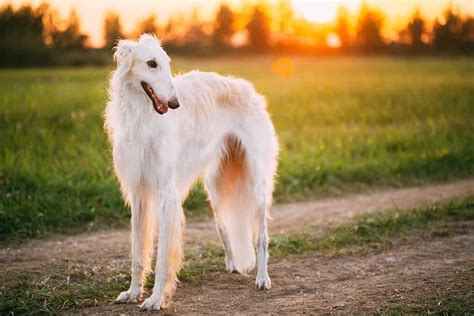 Borzoi Lifespan: How Long Do These Dogs Typically Live?