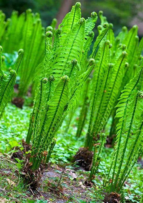 Athyrium pycnocarpon 'TN Ostrich Fern' - Degroot