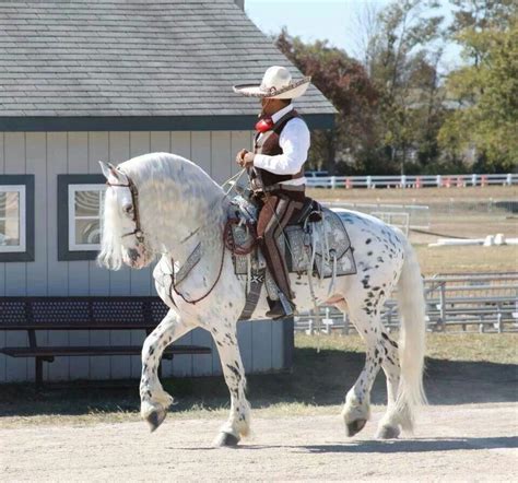 Appaloosa Friesian mix | Horses, Beautiful horses, Horse breeds