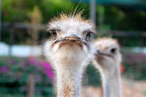 South Africa Ostrich Eyes - Free photo on Pixabay