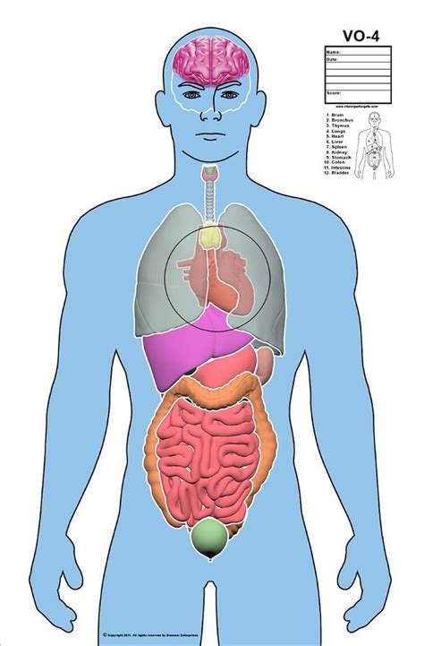 Vital Organ Targets — Deluxe Vital Organ Target