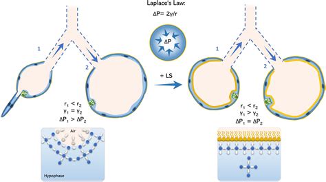 Frontiers | Alveolar Dynamics and Beyond – The Importance of Surfactant Protein C and ...