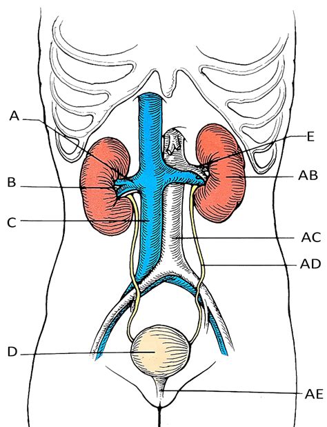 Urinary System Diagram | World of Reference