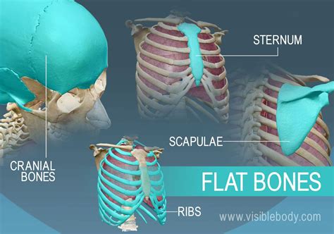 Example of four types of flat bones | Skeleton anatomy, Human body ...