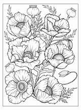 Large Poppy Flower Coloring Page  Best Site sketch template