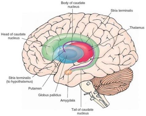 Schematic diagram illustrating the components of the caudate nucleus ...