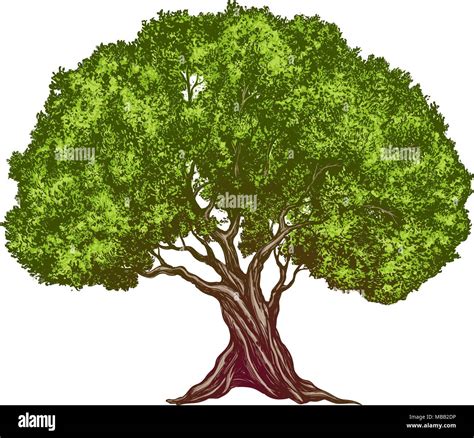 Olive tree hand drawn vector illustration realistic sketch color Stock ...