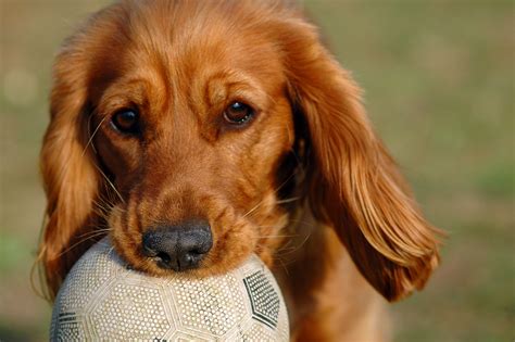 6 Steps To Training Your Dog To Play Soccer - The Dog Lover Site | Training your dog, Play ...