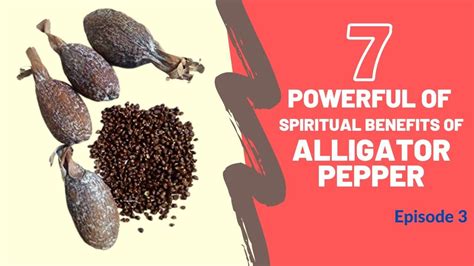 7 Spiritual Benefits of Alligator Pepper | Stuffed peppers, Pepper benefits, Easy spells