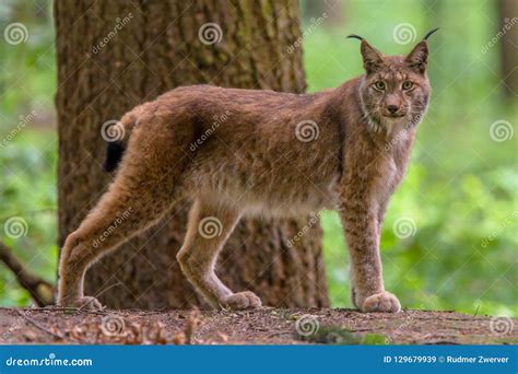 Eurasian Lynx in Forest Habitat Stock Image - Image of eurasian, european: 129679939