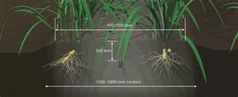 Proven Irrigation Solutions for Sugar Cane | Rivulis Irrigation Systems