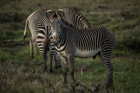 KEN8476 - Lewa Wildlife Conservancy