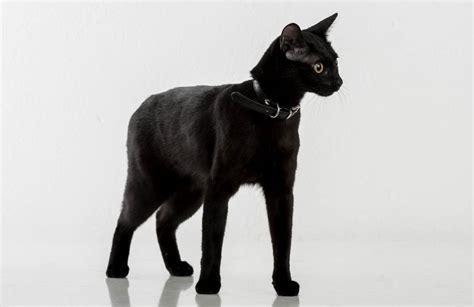 Bombay Cat Breed Profile - Cat-World